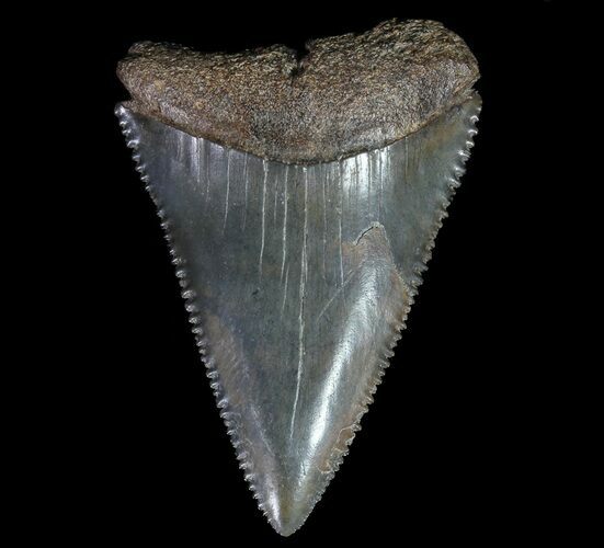 Serrated, Fossil Great White Shark Tooth #66078